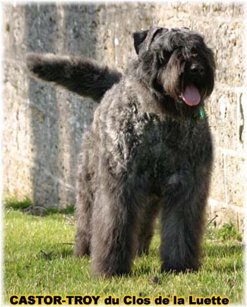 bouvier des flandres du clos de la luette - copyright d&eacute;pos&eacute;